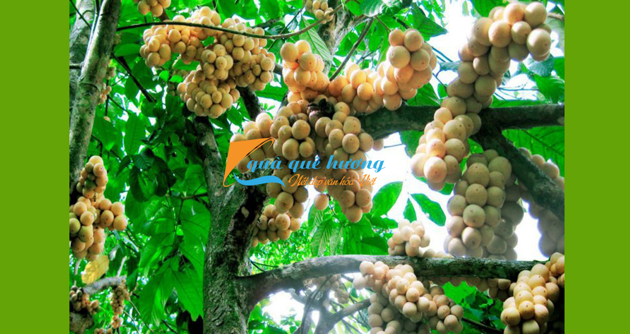 Bòn Bon Tiên Phước - Trái cây đặc sản Quảng Nam thơm ngon làm quà