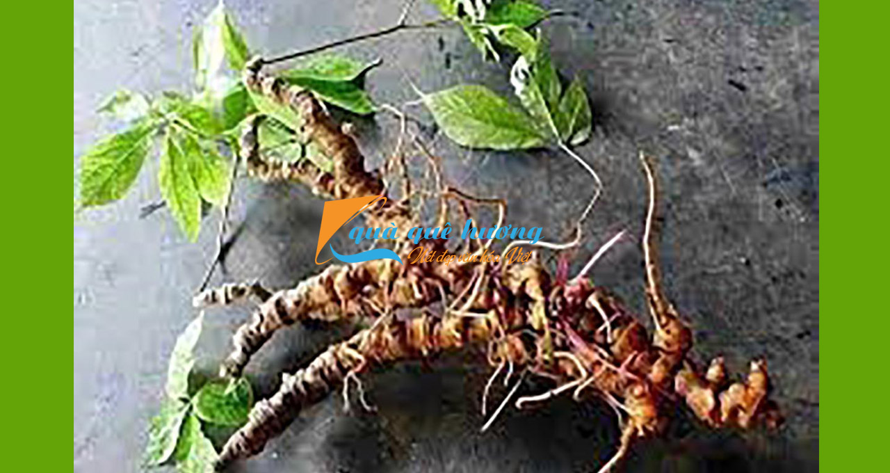 Sâm Ngọc Linh: Đặc sản Quảng Nam được mệnh danh là “Quốc bảo”